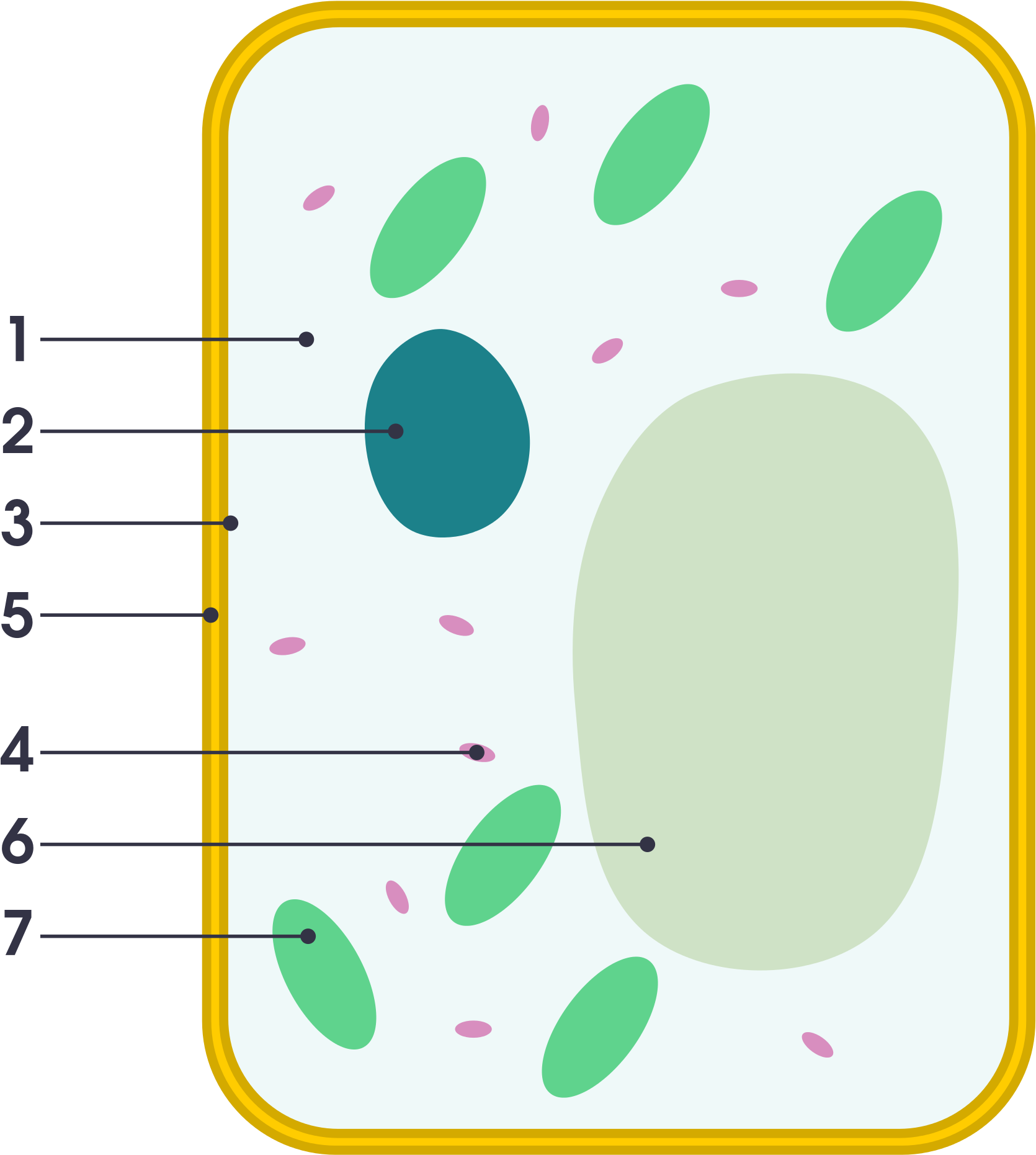 Download Open - Plant Cell Vs Animal Cell Simple PNG Image with No  Background 