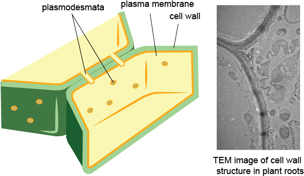 Cell Wall - Plant Cell Membrane And Wall (619x377), Png Download