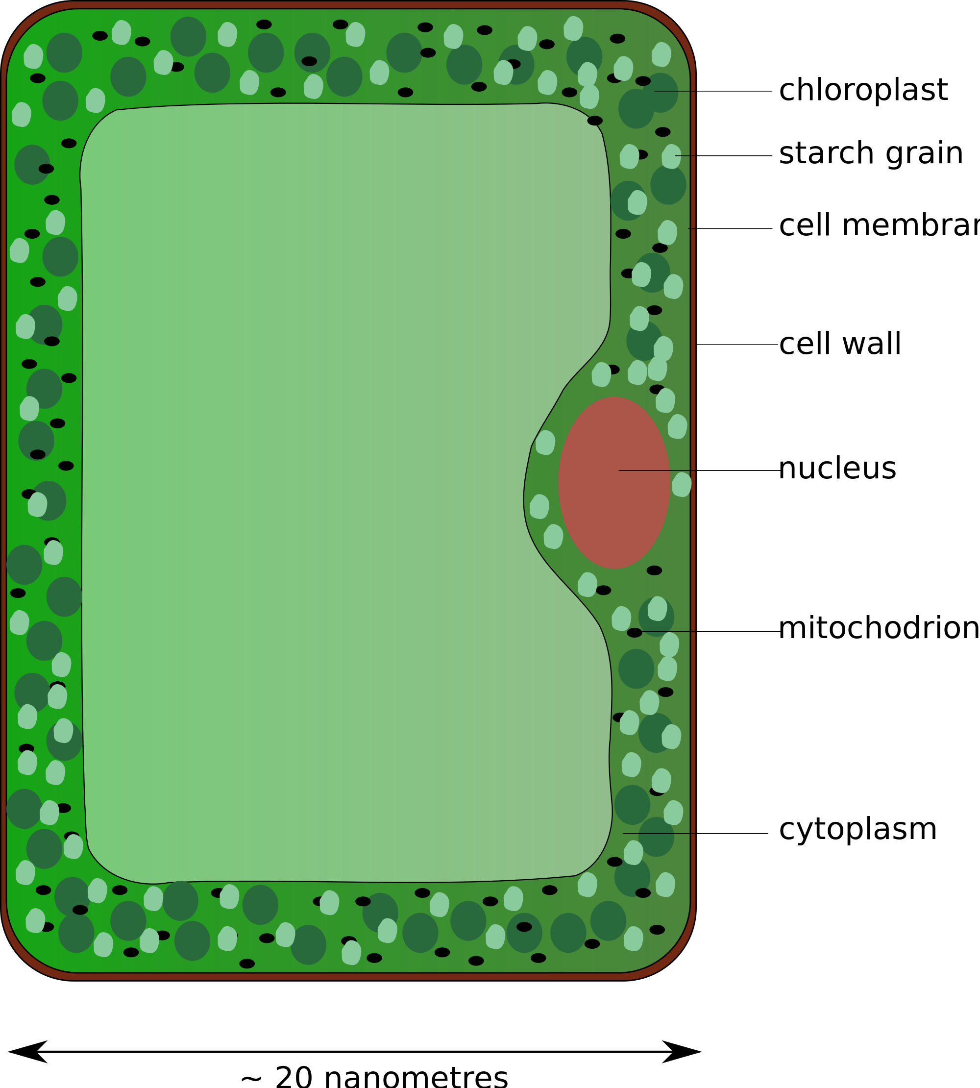 Open - Diagram Of A Palisade Cell (2000x2220), Png Download