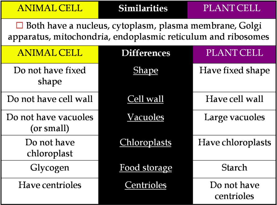 Clipart Resolution 1518*1130 - Tabulation Of Plant And Animal Cell (900x670), Png Download