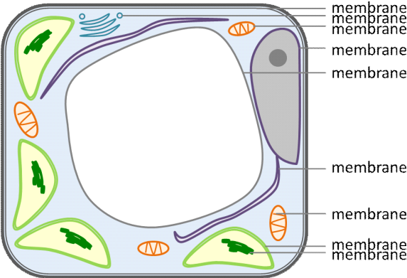 Figure Of A Plant Cell Indicating That Membranes Surround - Average Joe's Gym (587x404), Png Download