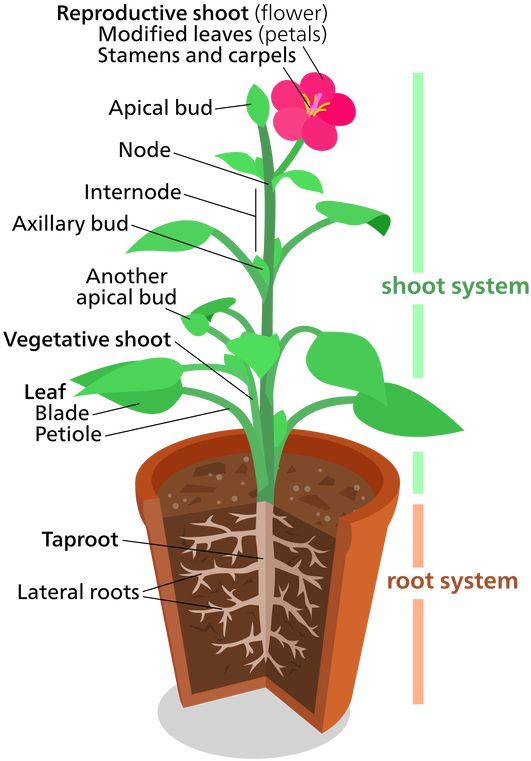 Plant Structures (578x800), Png Download