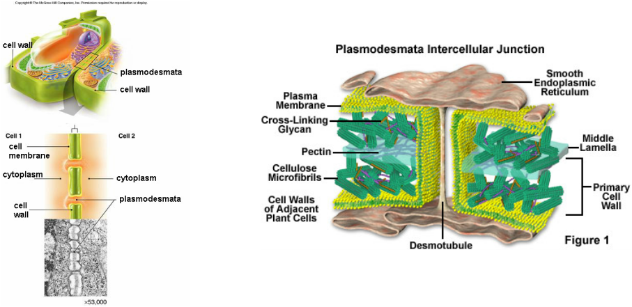 Plasmodesmata Location (907x441), Png Download