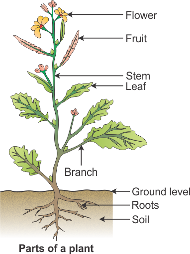 Draw A Diagram To Show The Parts Of A Plant And Label - Draw A Plant And Label Its Parts (382x511), Png Download