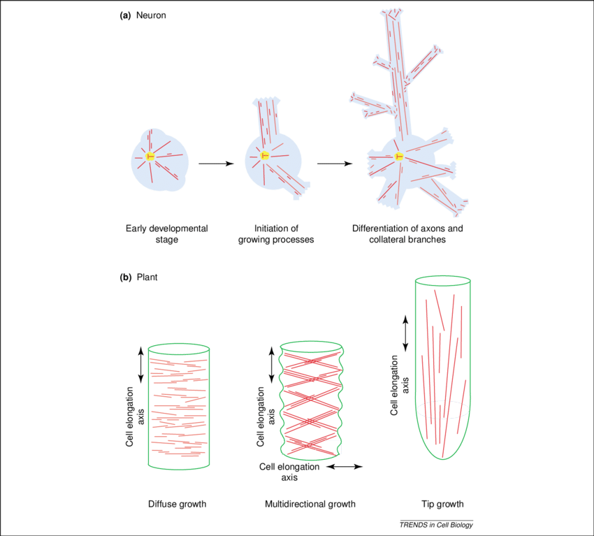 Microtubule Reorganization And Redistribution In Neurons - Microtubule (850x767), Png Download
