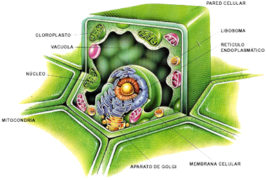 Plant-cell - Estructura Y Funcion De Los Carbohidratos (710x275), Png Download