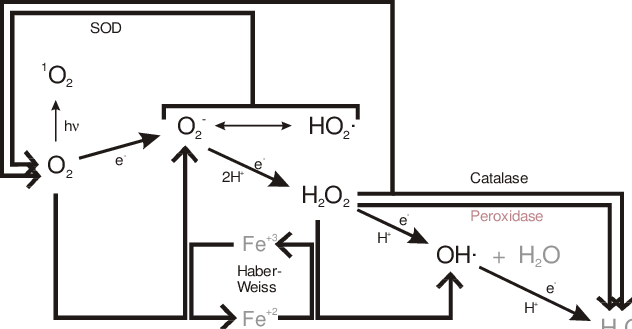 Possible Chemical Reactions Involving Ros In The Plant - Diagram (632x329), Png Download