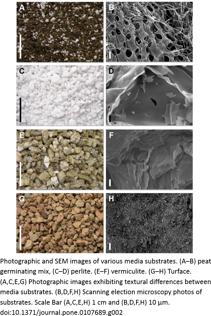 In Experiments Requiring The Study Of Larger Plants, - Photograph (767x1076), Png Download