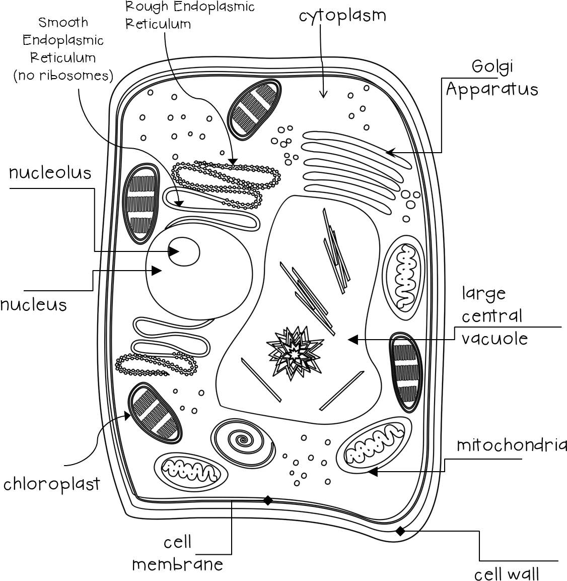 They Will Receive A Sheet With The Lines And The Terms - Plant Cell (1176x1199), Png Download