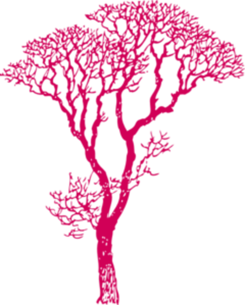 Nature Tree African Dk Pink Image - Gum Tree Silhouette Vector (482x600), Png Download