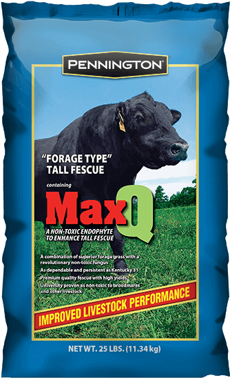 Penn Max Q - Pennington Kentucky 31 Tall Fescue Grass Seed, 3 Lbs, (600x600), Png Download