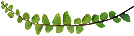 Stock.xchng (454x340), Png Download