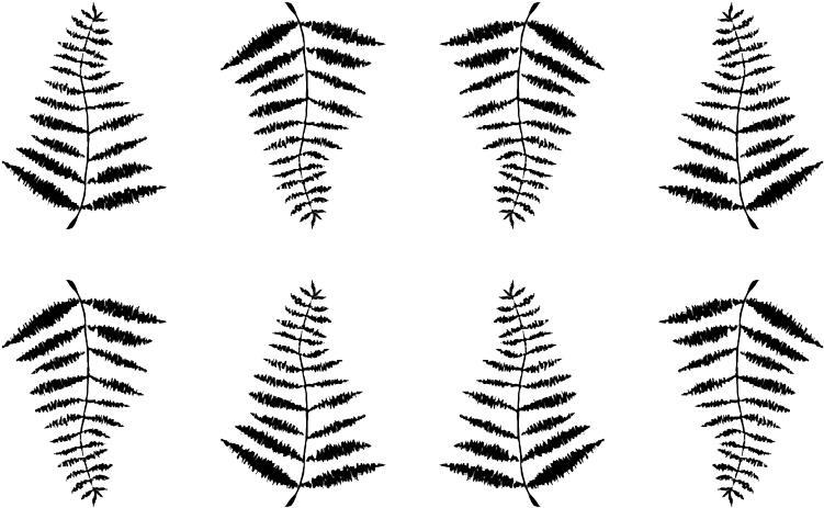 Fern (800x504), Png Download