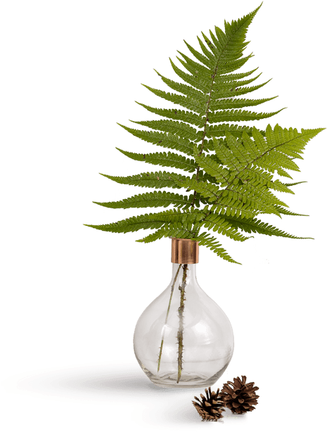 Leaf - Wedding (570x630), Png Download