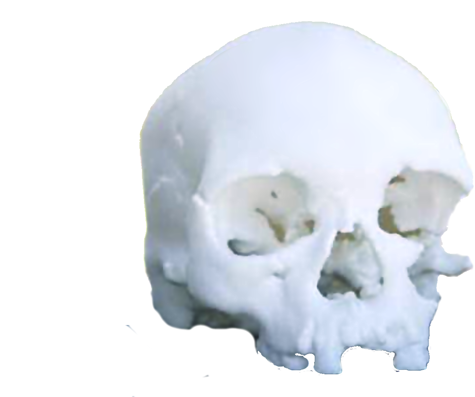 File - 3dskull - National Museum (1920x1280), Png Download