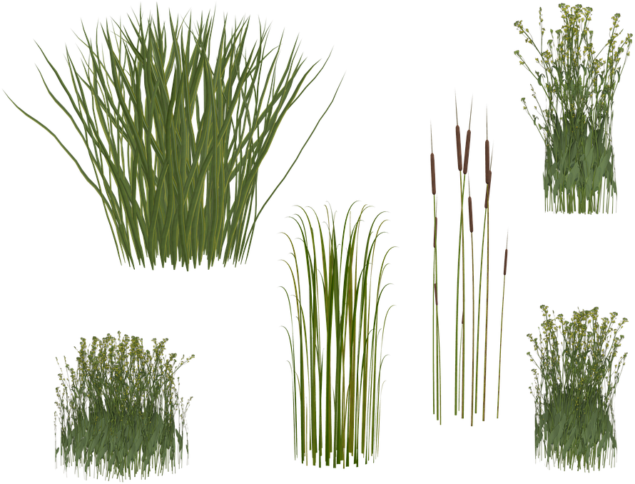 Grass, Reed, Png, Isolated, Green, Grasses - Caña Png Planta (960x720), Png Download