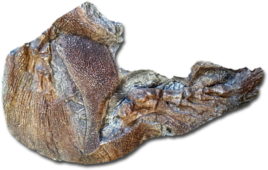 2 2 - Alligator (900x594), Png Download