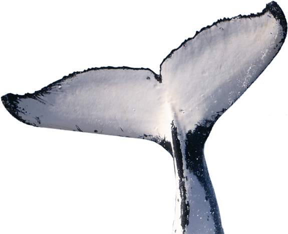 Whale Transparent Images - Humpback Whale Tail Png (600x497), Png Download