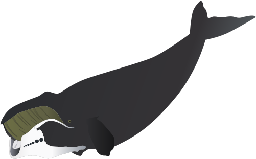Bowhead Whale Drawing - Bowhead Whale (501x311), Png Download