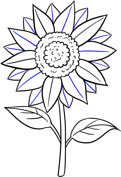 Sunflower Drawing  How to draw a Sunflower