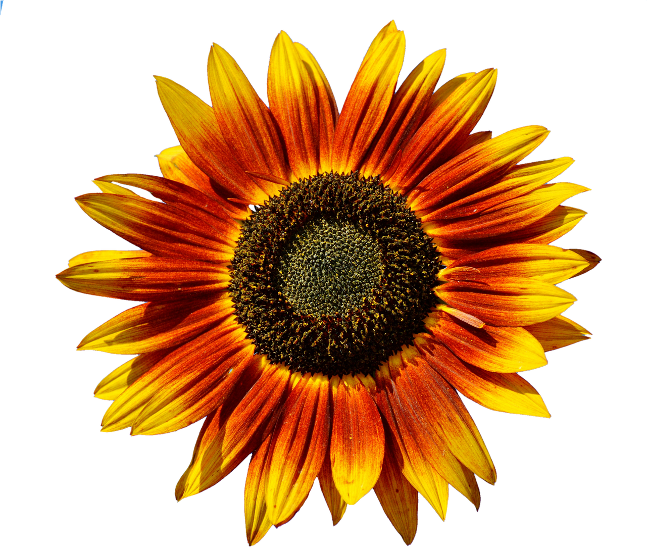 Common Sunflower (1280x1119), Png Download