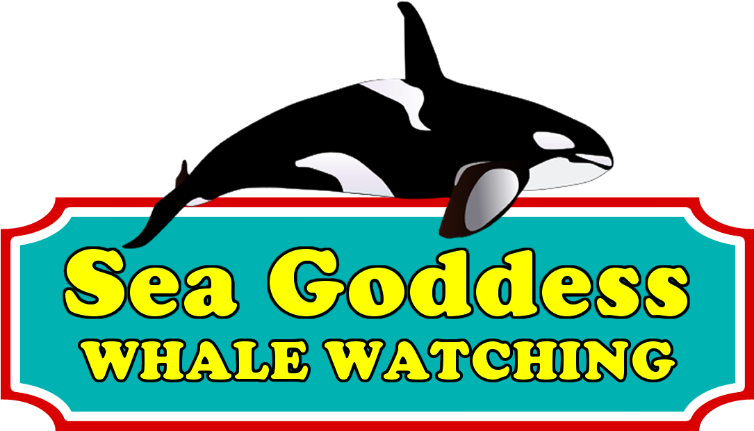 Download Hawaiian Island Creations Hic Classic Men's Shirt, PNG Image with No Background