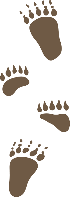 Black Bear Claw Marks Are Not Always Visible (240x674), Png Download