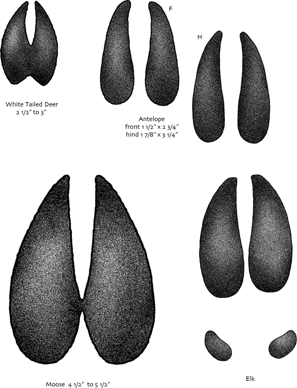 Tracks - Animal Tracks Montana (600x783), Png Download