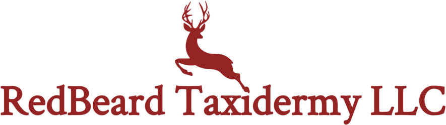 Redbeard Taxidermy Llc-logo - Portable Network Graphics (1000x367), Png Download