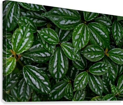 Full Frame Of Leaves Canvas Print - Houseplant (429x366), Png Download