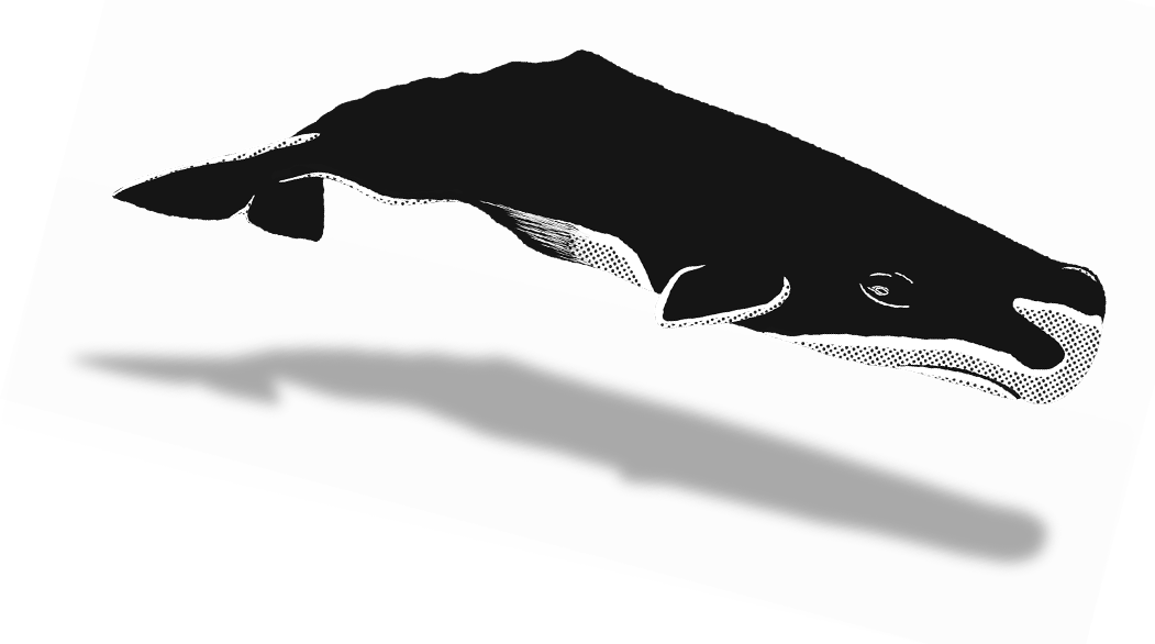 Share - Humpback Whale (1051x586), Png Download