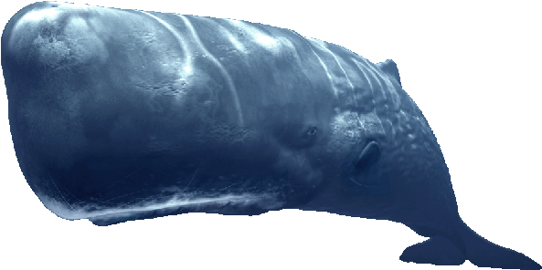 En, Fish, Ocean, Sea, Whale - Sperm Whale Transparent (600x305), Png Download