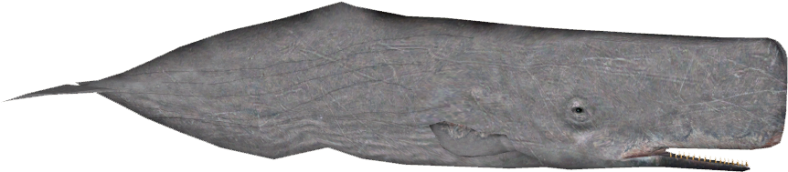 Sperm Whale Variants - Skateboard Deck (861x861), Png Download