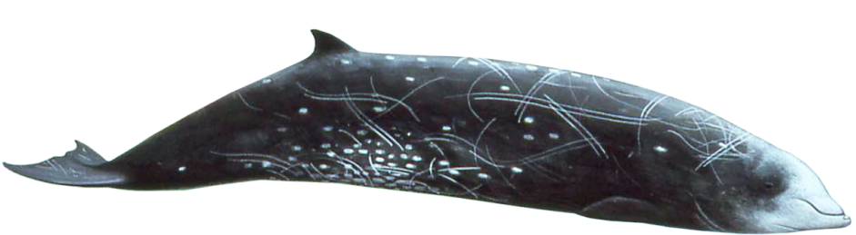 Sperm Whales Beaked Whales - Cuvier's Beaked Whale (1024x312), Png Download