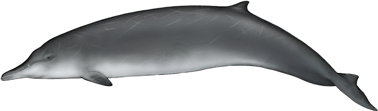 It Was The First Of The Beaked Whales To Be Discovered - Qual É A Cor Da Baleia (800x400), Png Download