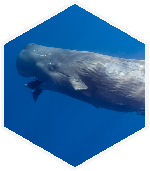 Sperm Whale - Cephalopod (524x598), Png Download