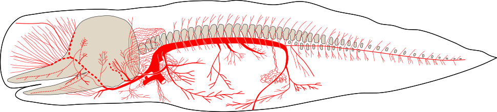 Sperm Whale Fetus Arterial System - Sperm Whale Circulatory System (970x219), Png Download