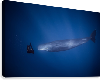 Encounter With Sperm Whales - Blue Whale (429x344), Png Download