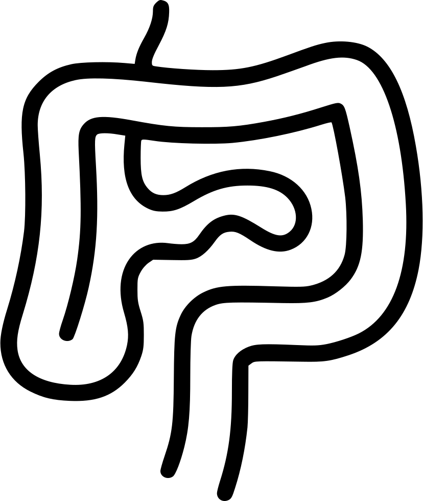 Intestines Digestion Gastroenterology Internal Organs - Organ (828x980), Png Download
