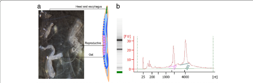 The Intestines Were Isolated From A - Fig.1 (850x279), Png Download