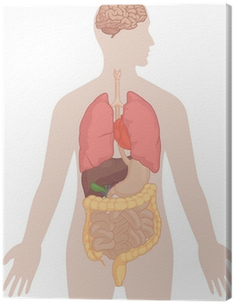 Human Body Anatomy - Body Diagram With Heart And Lungs (400x400), Png Download