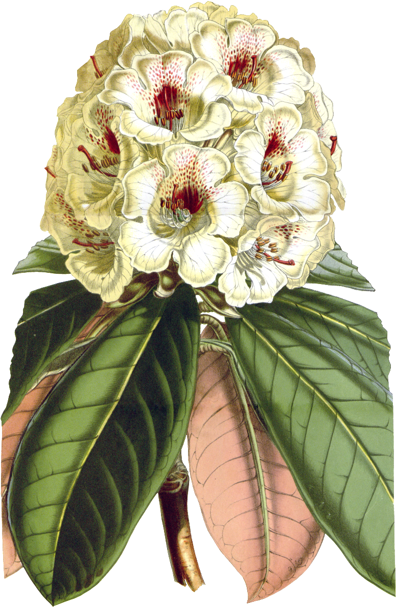 Delicate And Beautiful Gorgeous Vintage Painted Flowers - Botanical Illustration (1024x1280), Png Download