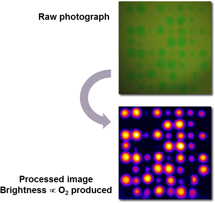 The Harpoon Project Was Established By Professor Shannon - Experiment (715x657), Png Download