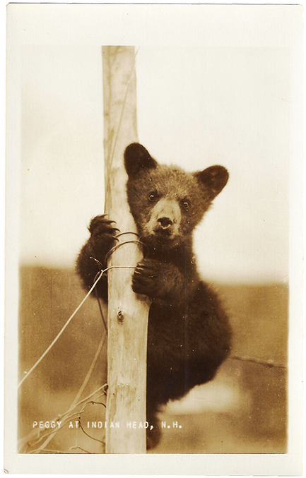 Peggy At Indian Head, N - Grizzly Bear (498x715), Png Download