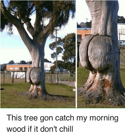 Chill, Tree, And Trees - Junk Meme (400x443), Png Download