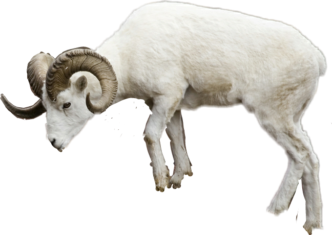 Report Abuse - Sheep (648x460), Png Download