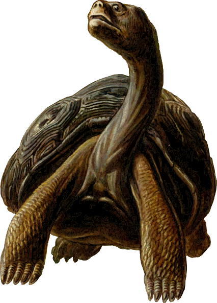Small - Long Neck Turtle Cartoon (426x593), Png Download