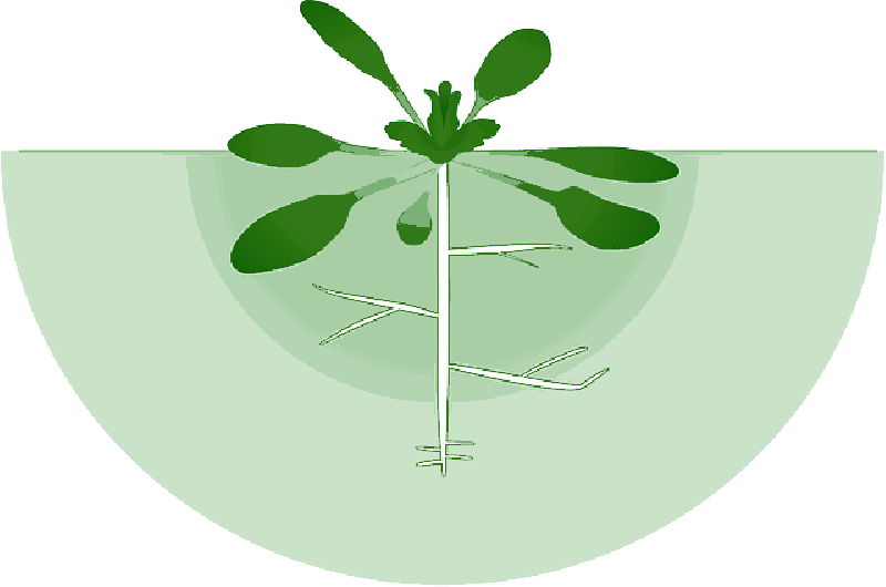 Mb Image/png - Root (800x530), Png Download