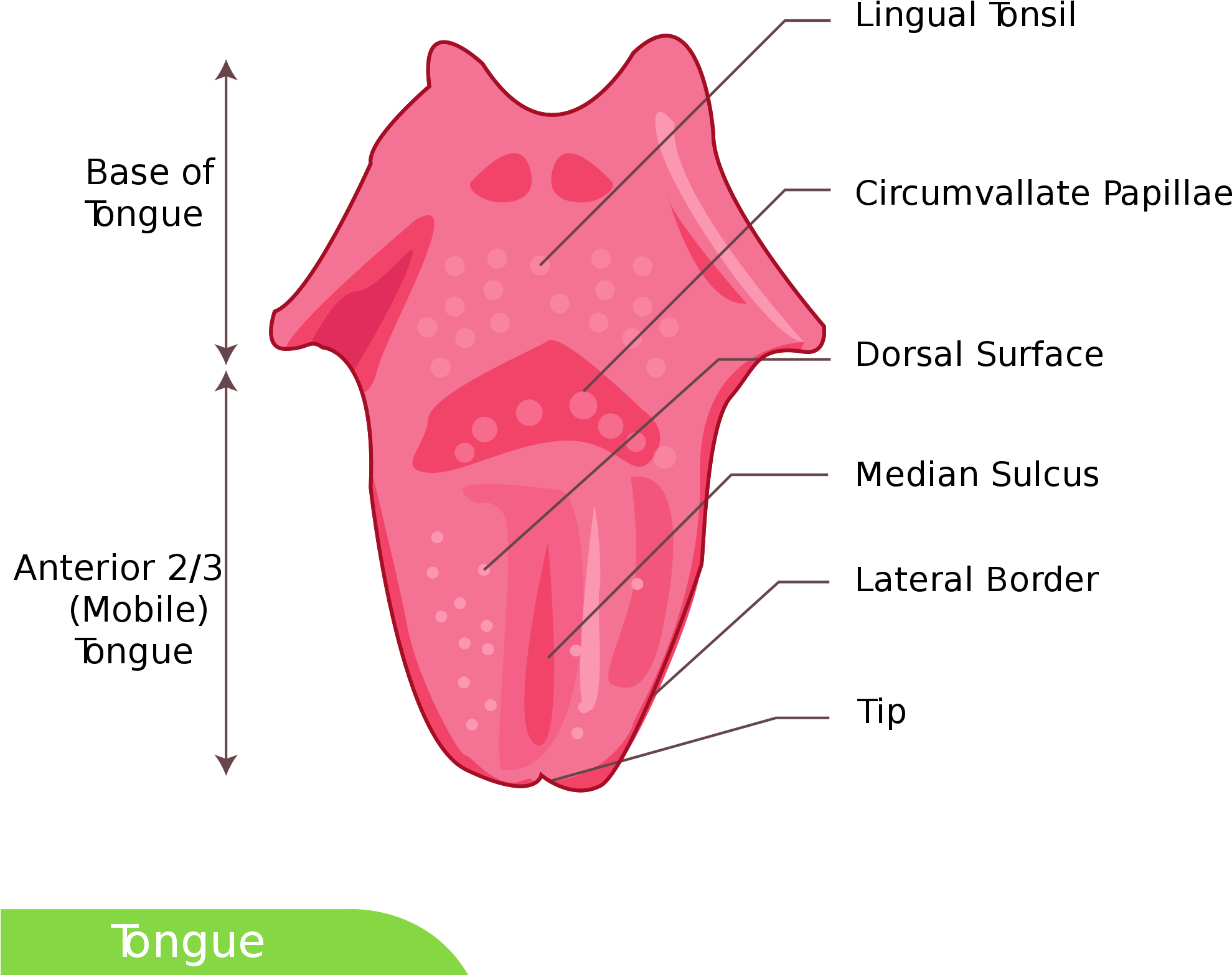 Open - Dorsal Surface Of Tongue (2000x2000), Png Download