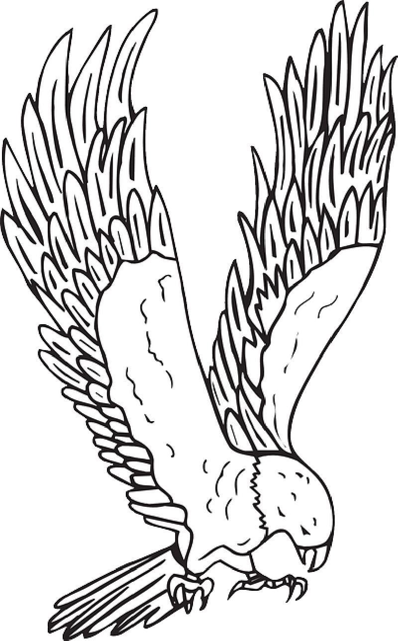 Mb Image/png - Hawk Clipart Black And White (800x1289), Png Download
